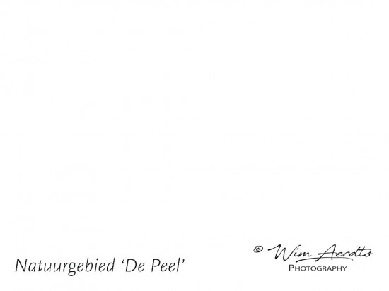 Ächterzijde luxe ansichtkaart De Peel